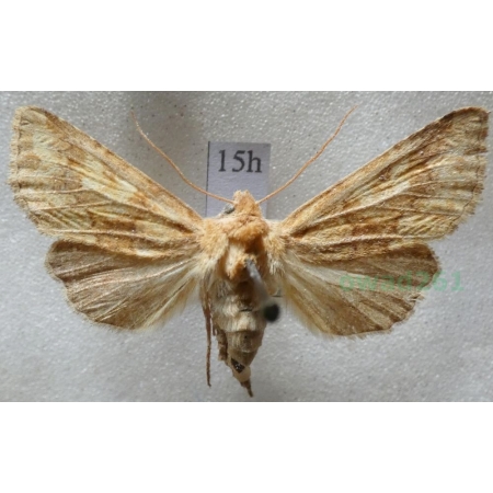Conisania luteago (Denis & Schiffermüller, 1775) Slovakia15h
